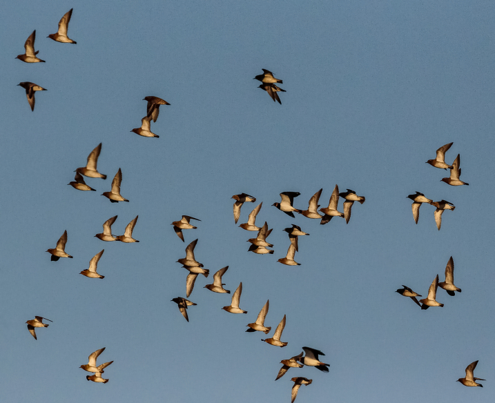 golden plover credit alex Hillier (132).jpg